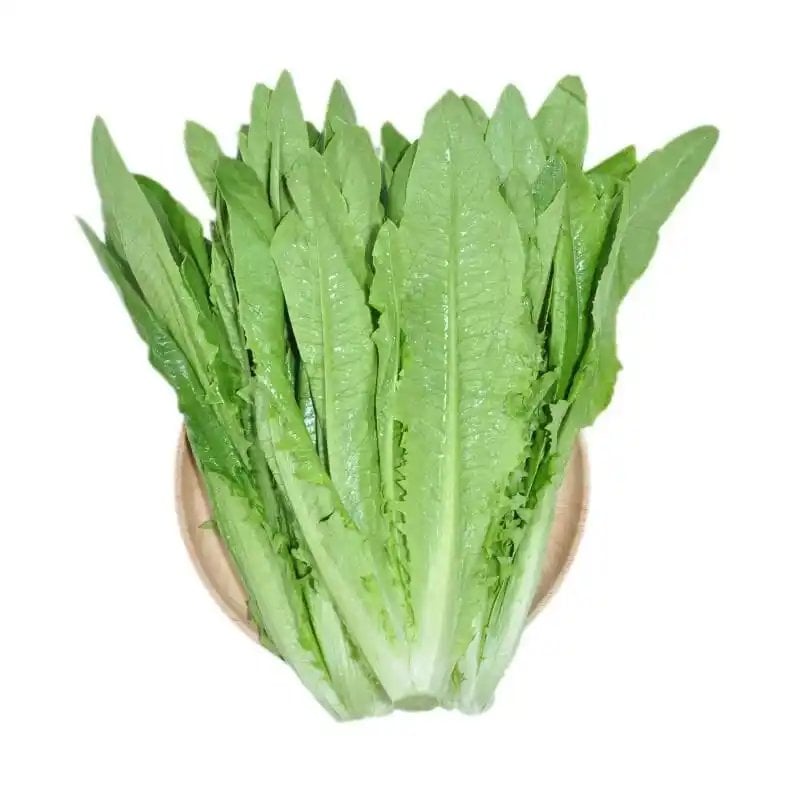 Indian Lettuce